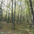 Lesy nad Čelovcami