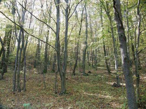 Lesy nad Čelovcami